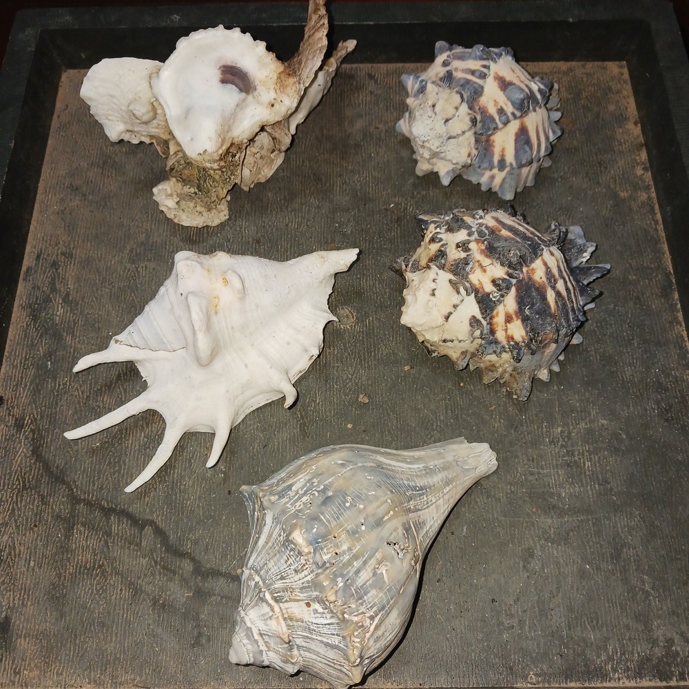 Large Natural Sea Shells Conch Oyster Murex Oddities Coastal Crafting Supplies